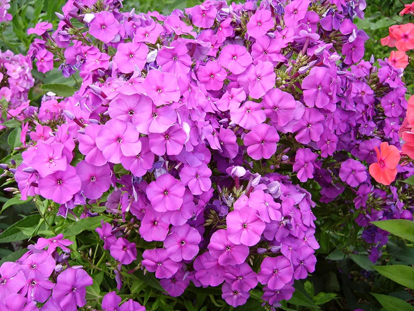 флокс миссис пеппер. флокс метельчатый miss pepper. флоксы цветы. флокс адинда. флоксы цветы.