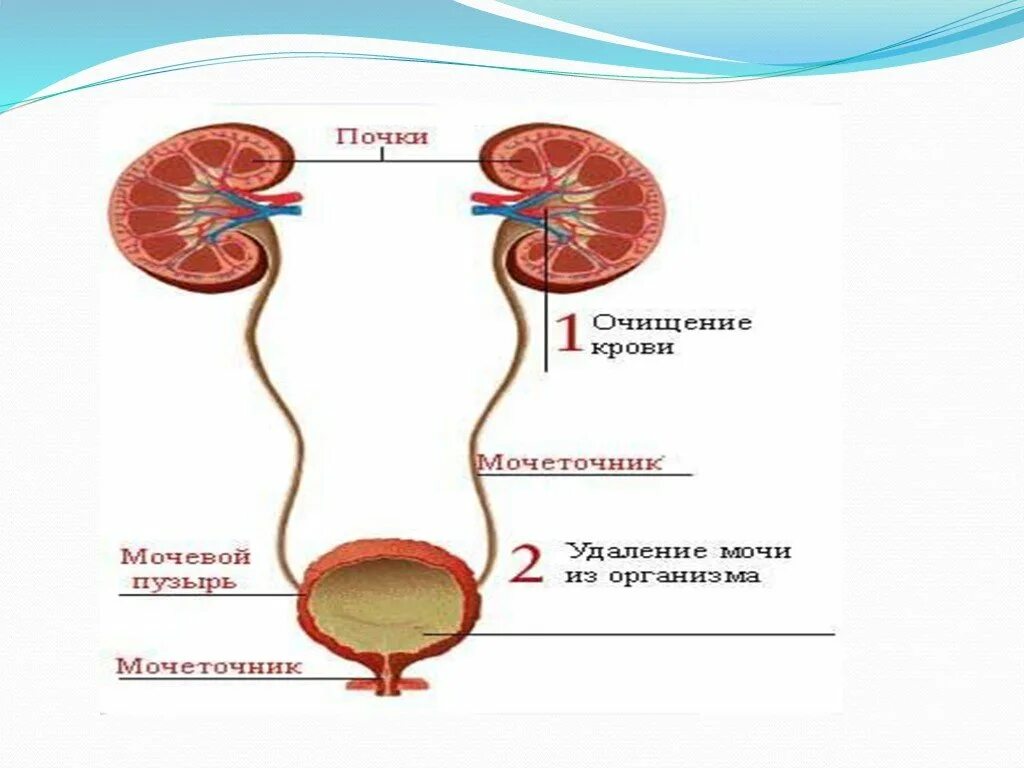 Органы выделения мочи человека. Моча выделительная система анатомия. Выделительная система человека строение почки. Выделительная система человека мочевой пузырь. Схема мочевой системы.