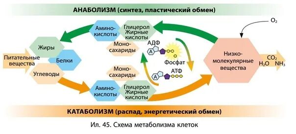 Атф анаболизма. Схема обмена веществ анаболизм катаболизм. Метаболизм катаболизм и анаболизм. Энергетический обмен схема.