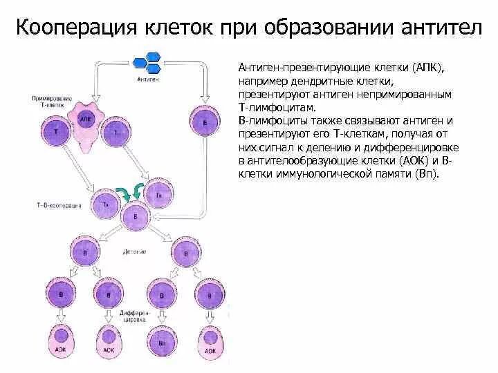 Кооперация иммунокомпетентных клеток в иммунном ответе. Схема клеточного иммунного ответа. Кооперация клеток при клеточном иммунном ответе. Кооперация клеток при образовании антител. Взаимодействие иммунных клеток