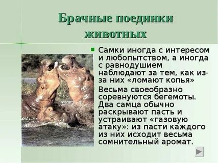 Ритуал животных