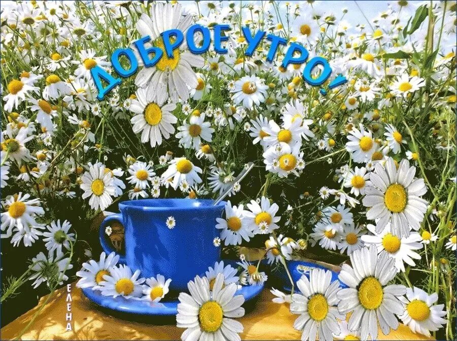 Картина летнее утро. Summer morning, summer night book. Summer day of the summer. Хеллоу гуд монинг. Солнечный пейзаж.