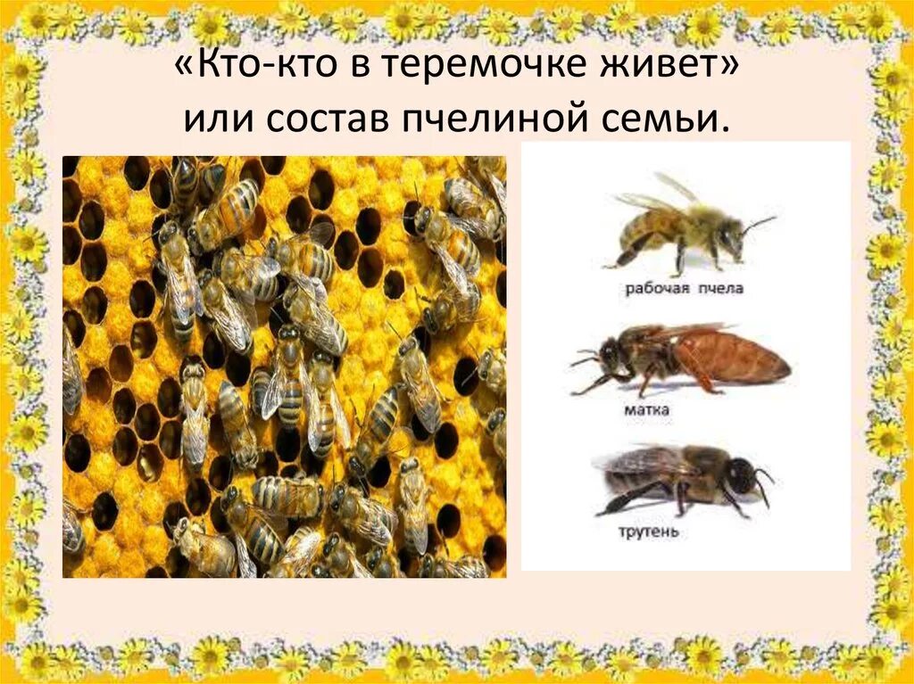 Строение пчелиной семьи трутень. Трутни в пчелиной семье. Строение пчелиной семьи. Иерархия пчелиной семьи.
