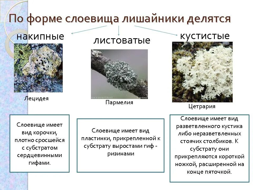 2 типа лишайников. Типы слоевищ лишайников 5 класс биология. Строение накипных лишайников. Представители накипных лишайников. Типы лишайников по форме слоевища.