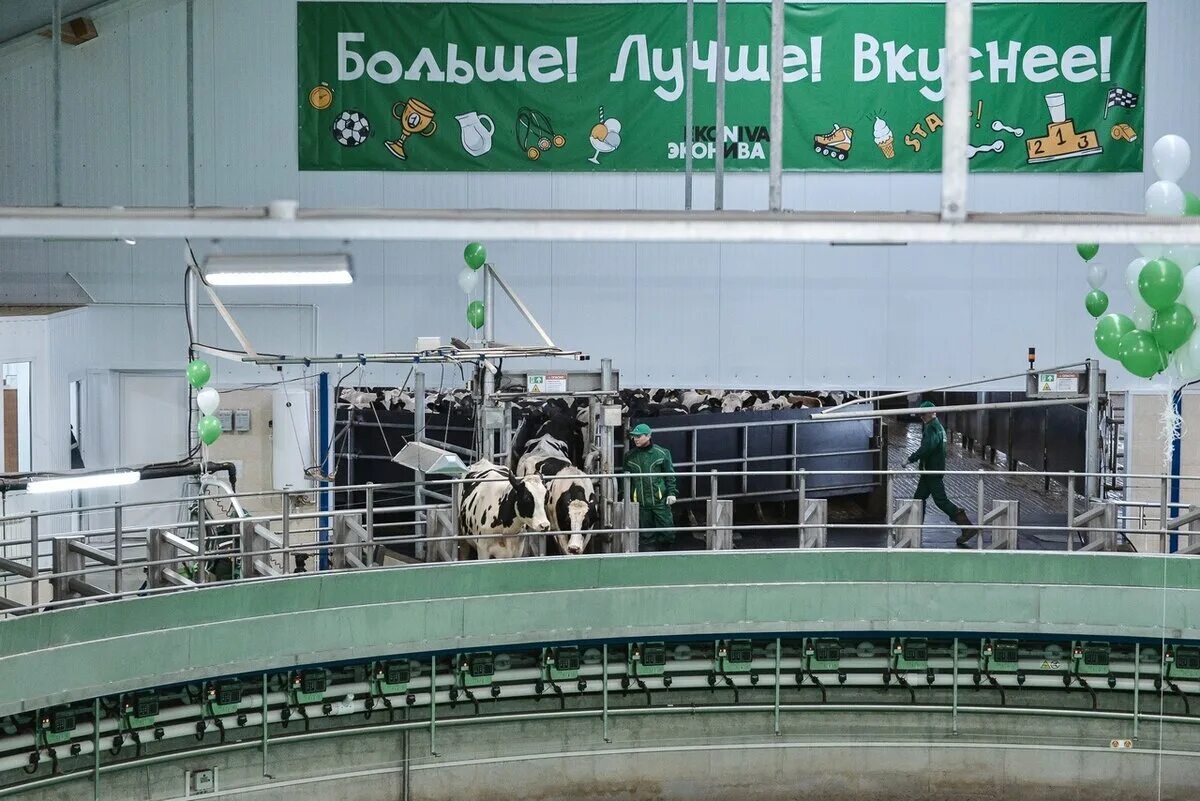 С какого года работает компания эконива. Эко нива эконива. молочный комплекс эконива воронеж. молочная ферма эконива. завод эконива в воронежской области.