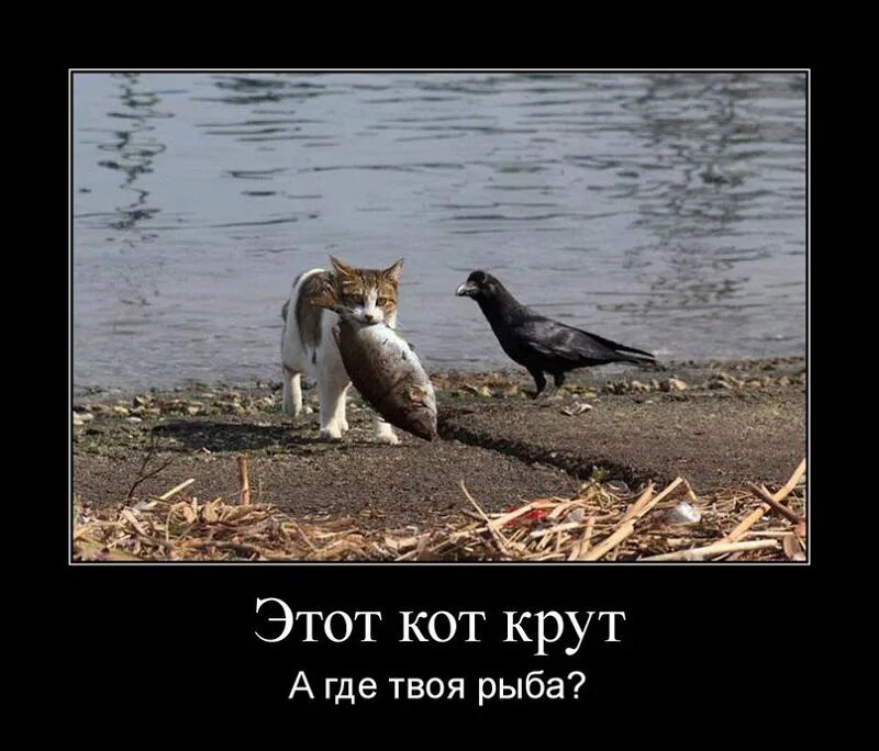 Как поймают якина на кол посадить. Анекдот про кабачковую икру. Чтобы поймать преступника нужно мыслить как преступник. Цитаты про пару. Она хотела поймать его на.