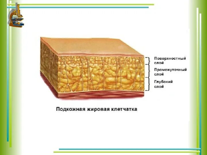 Тема кожа 8 класс биология с ответами. Биология кожа-наружный покровный орган. Кожа наружный покровный орган 8 класс. Кожа наружный покровный орган 8 класс презентация. Биология 8 класс кожа наружный покровный орган.