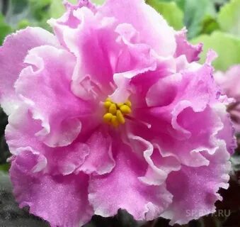 Irish rose