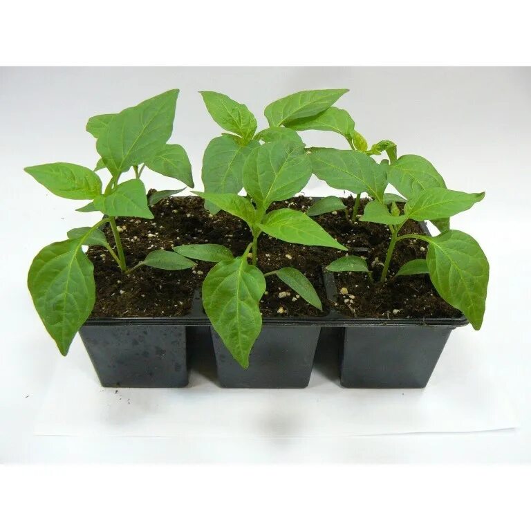 саженцы перцев. рассада перец c1l. ростки перца чили. рассада болгарского перца. перец фельдман рассада.