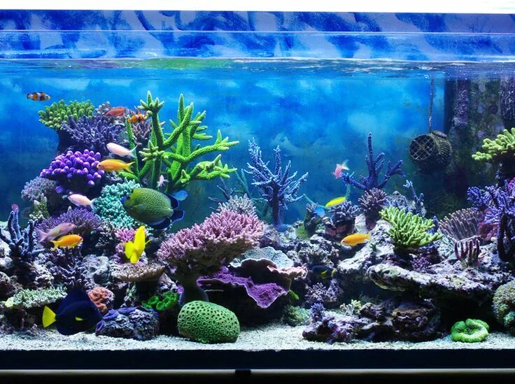3 HOURS of Relaxing Aquarium Fish // Coral Reef Fish Tank (Full HD 1080p) Aquari