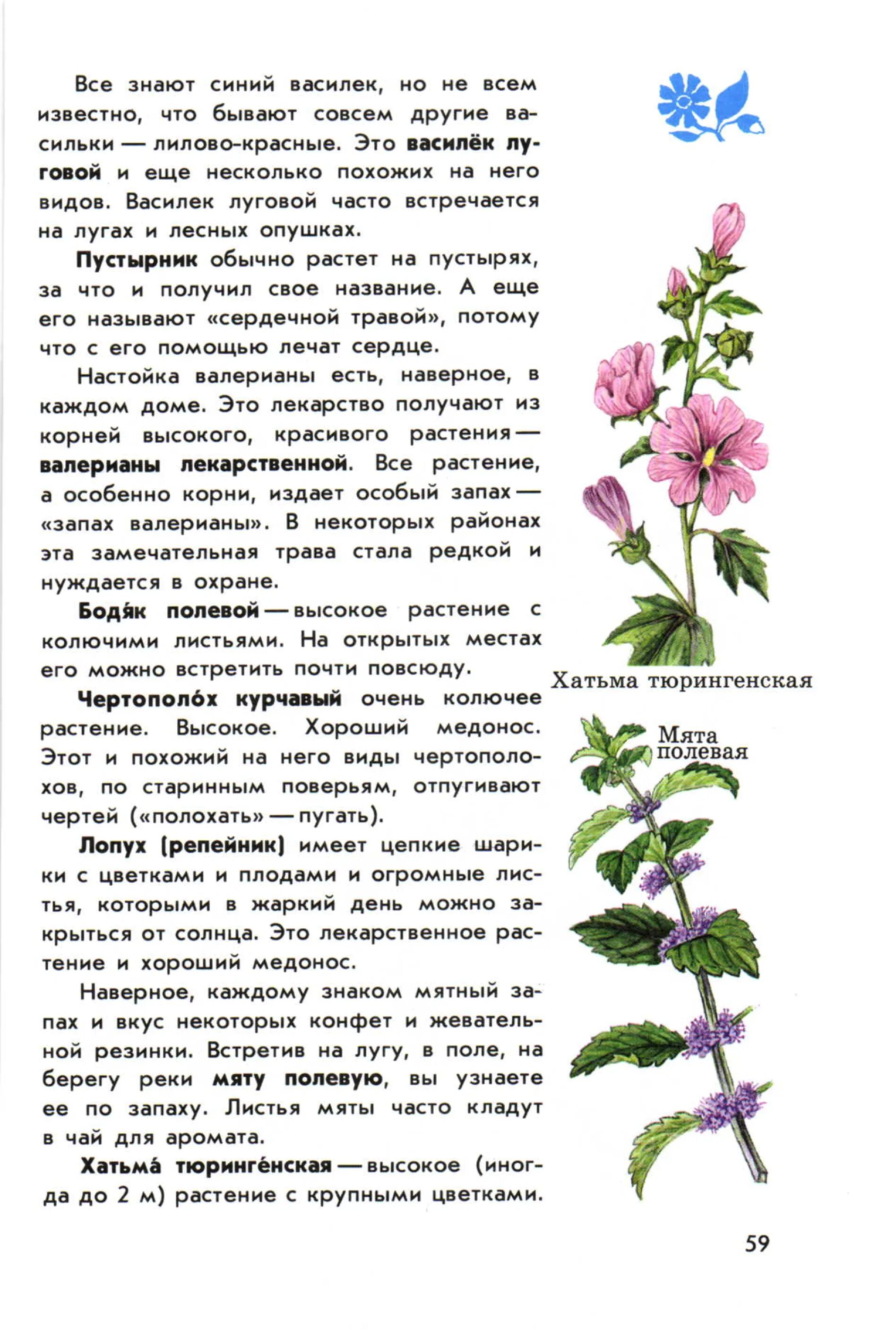 Как выглядит птичья гречишка тысячелистник пустырник. Атлас-определитель от земли до неба пустырник. тысячелистник атлас определитель. атлас-определитель растений пустырник. от земли до неба атлас-определитель 2 класс птичья гречишка.