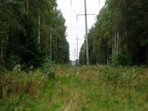 Линии просек. Просека вл 10 кв. просека вл 110 кв. линии электропередач вл 10 кв просека. высоковольтная линия 110 кв в тайге.