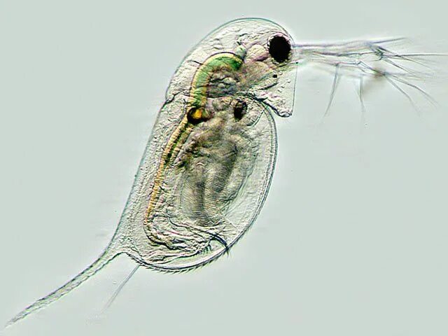 Дафния кожно мускульный мешок. Дафния longispina. Зоопланктон дафния. Daphnia pulex. Микроорганизм дафния.