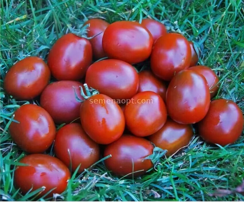 Черный мавр томат характеристика и описание сорта