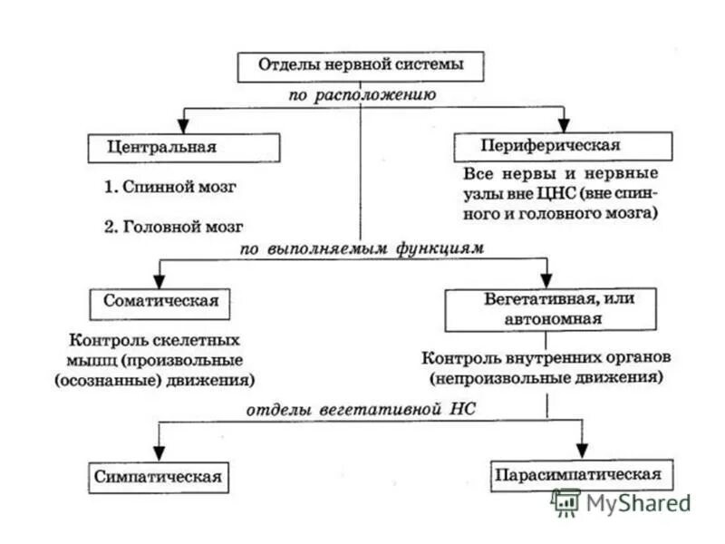 Функции структур спинного мозга таблица. Спинной мозг строение и функции таблица. Отделы спинного мозга функции отделов. Строение и функции спинного мозга мозга таблица. Подразделения нервной системы