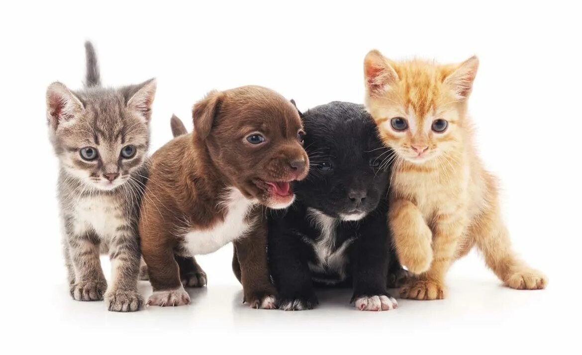 Кошечки собачки собака вик. Собачки и кошечки. Щенок и котенок. Милые котята и щенки. Животные вместе.