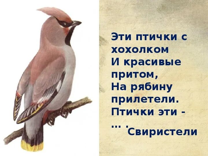 Только у птиц есть. Птичка с хохолком. северные птицы с хохолком. рисунок птица с хадаком.