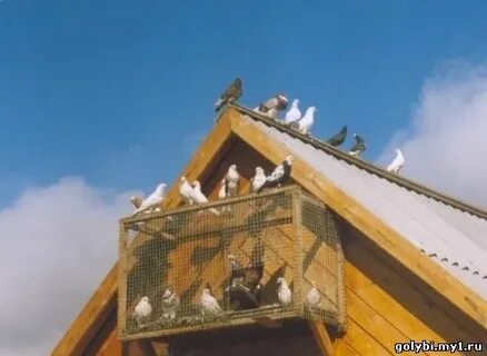 Голубятня на чердаке