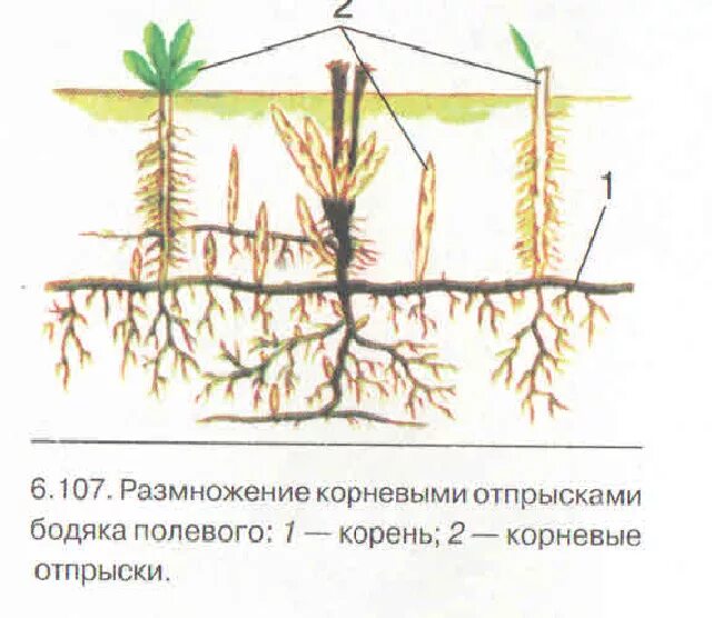 Размножение малины отпрысками. Вегетативное размножение отпрысками. Вегетативное размножение растений корневыми отпрысками. Корневые отпрыски малины.