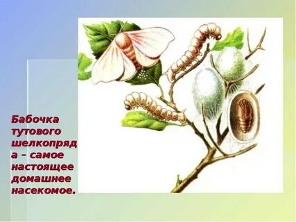 Полиплоидный тутовый шелкопряд