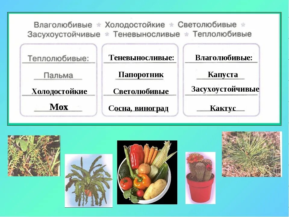 Таблица группы растений по отношению к теплу