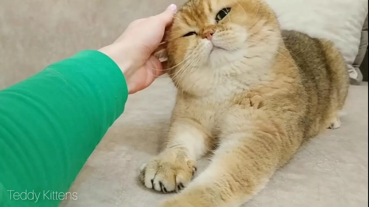 Кот вильям санкт петербург. Teddy kittens вильям. кот вильям. cat william teddy kittens.
