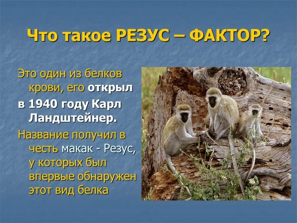 Резус фактор обезьян. Резус. Строение макаки резус. Горный резус животное. Как называют макак резус.