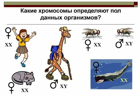 Какие хромосомы определяют пол