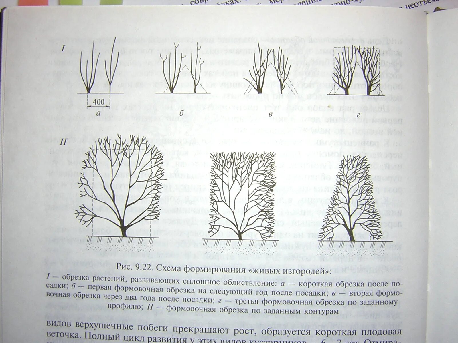 Подстриженные щеткой акации образовали живые. Весенняя обрезка сирени схема. Формировка куста сирени. Санитарная обрезка пузыреплодника. Кустарник форзиция обрезка.