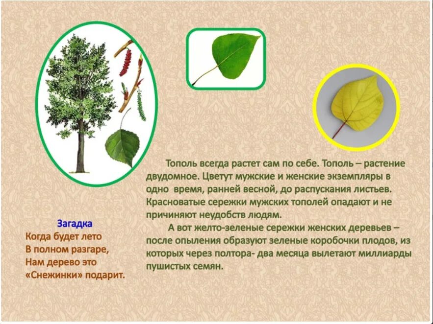 Загадки про Тополь. Тополь дерево описание. Загадка про Тополь для детей. Тополь краткая информация. Тополь множественное