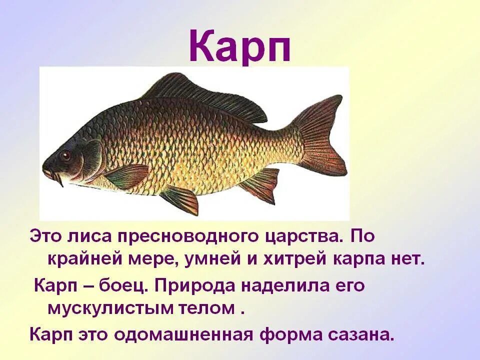 Доклад про рыб. Рассказ о рыбе. Картинки рыб с описанием. Сообщение на тему рыбы.