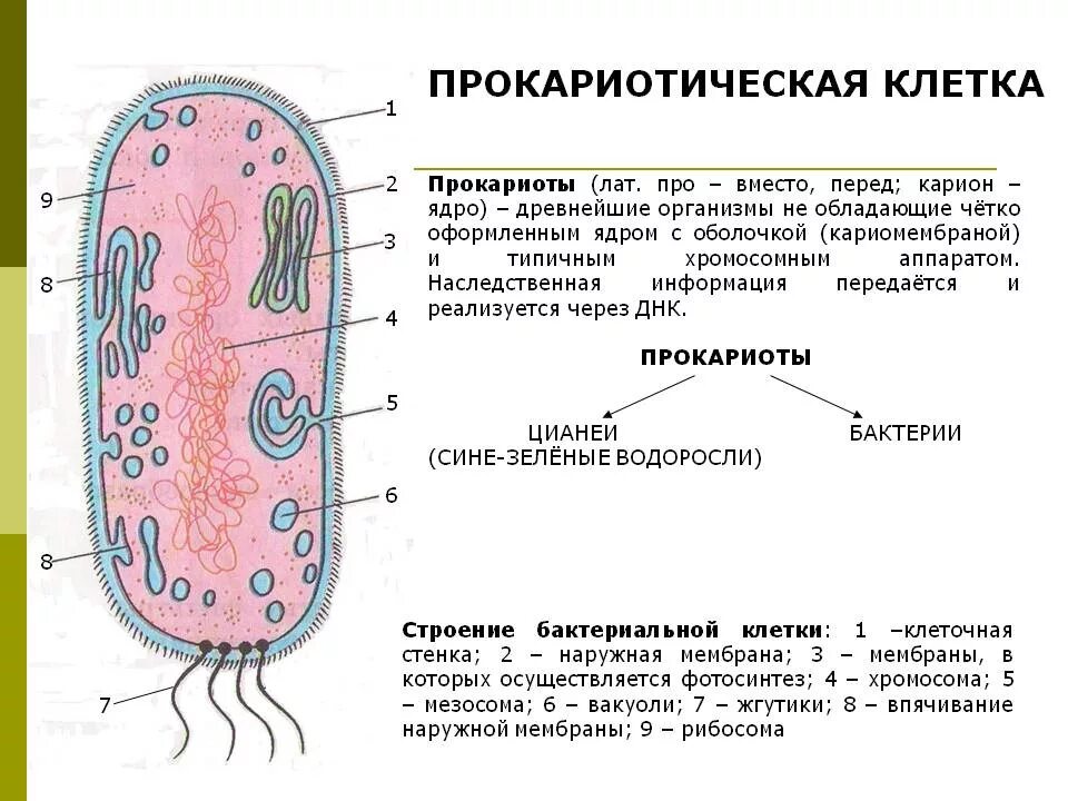 Прокариоты 10 класс