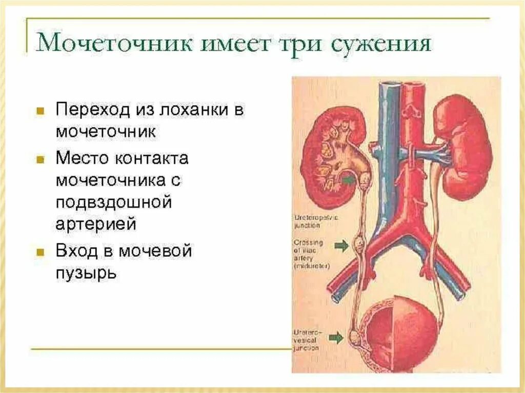 3 части мочеточника