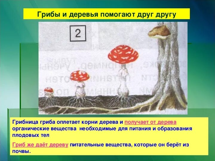 Почему грибы растут под определенными деревьями. Как грибы связаны с деревьями. что получают грибы от деревьев. что дает гриб дереву. шляпочные грибы.