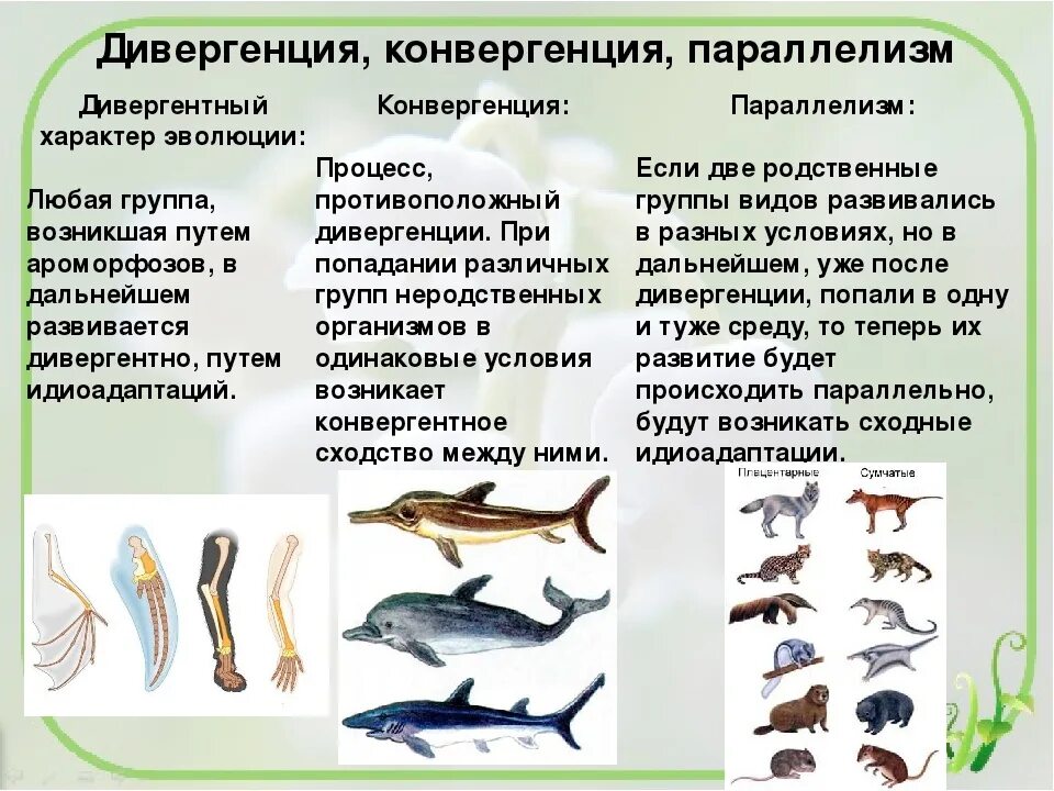 Установи соответствие между ароморфозом и эрой. Дивергенция и конвергенция. Дивергенция конвергенция параллелизм. Эволюционные процессы конвергенция и дивергенция. Дивергенция 2) конвергенция.