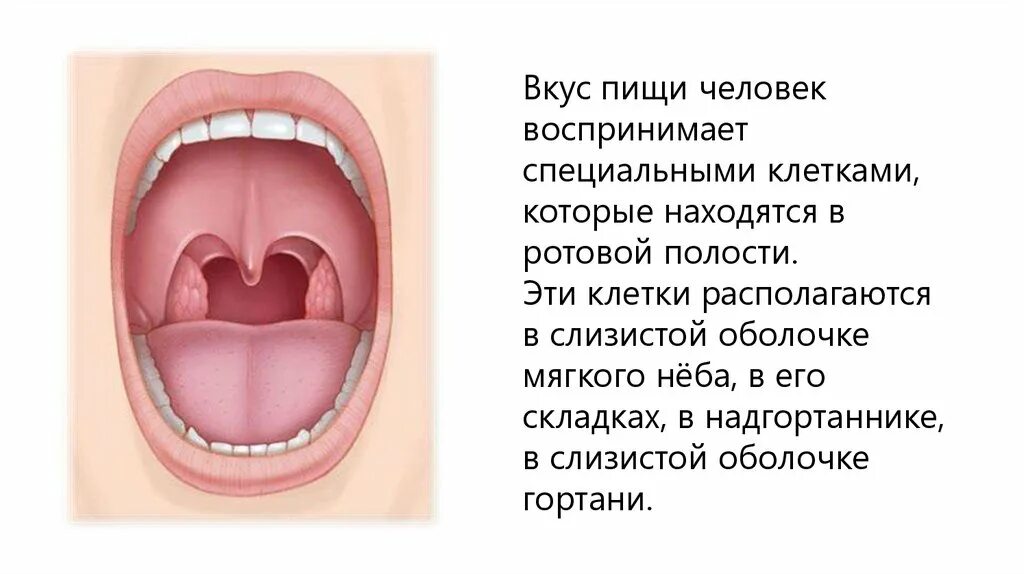 Оболочки ротовой полости. Клетки слизистой ротовой полости. Накус в ротовой полости. Чувствительность в ротовой полости. Клетки слизистой полости рта