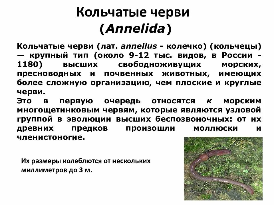 Признак свободноживущего червя. Тип кольчатые черви Annelida. Беспозвоночных животных в Тип круглые черви. Тип круглые черви свободноживущие. Тип кольчатые черви обширная группа таблица.