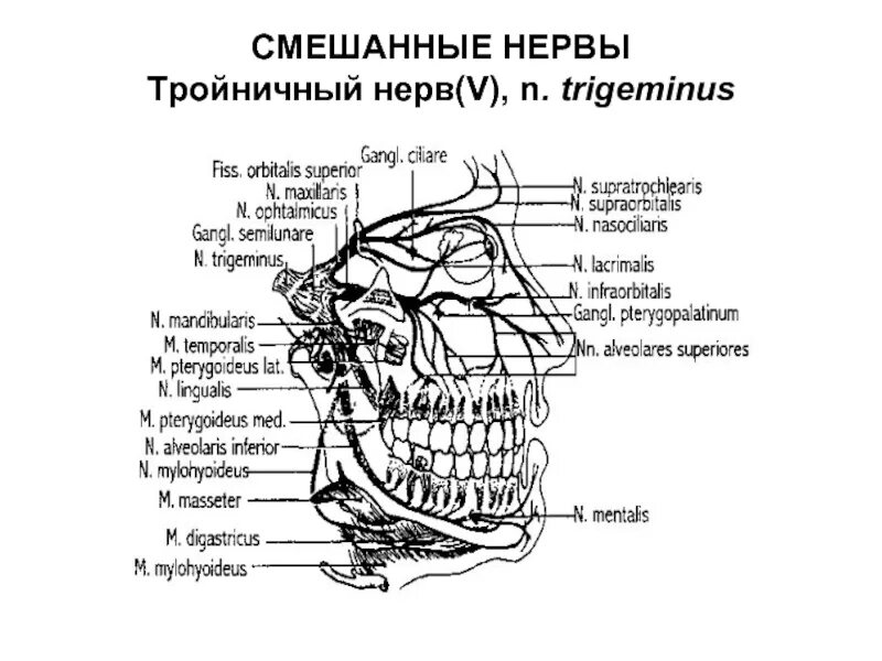 Освобождение нерва латынь. Смешанные Черепные нервы. Черепные нервы тройничный нерв. Тройничный нерв смешанный. Смешанный нерв тройничный нерв.