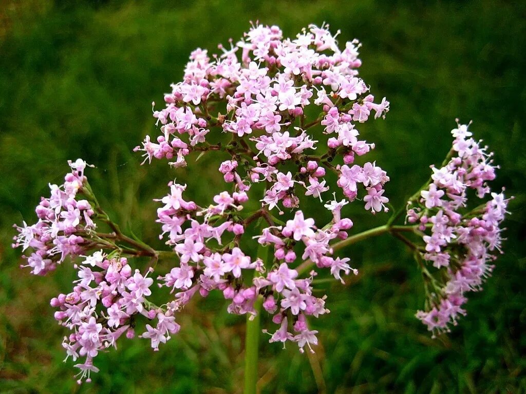 Валериана. Валериана лекарственная / valeriána officinális. Валериана двудомная. Валерьяна фото. Валериана.