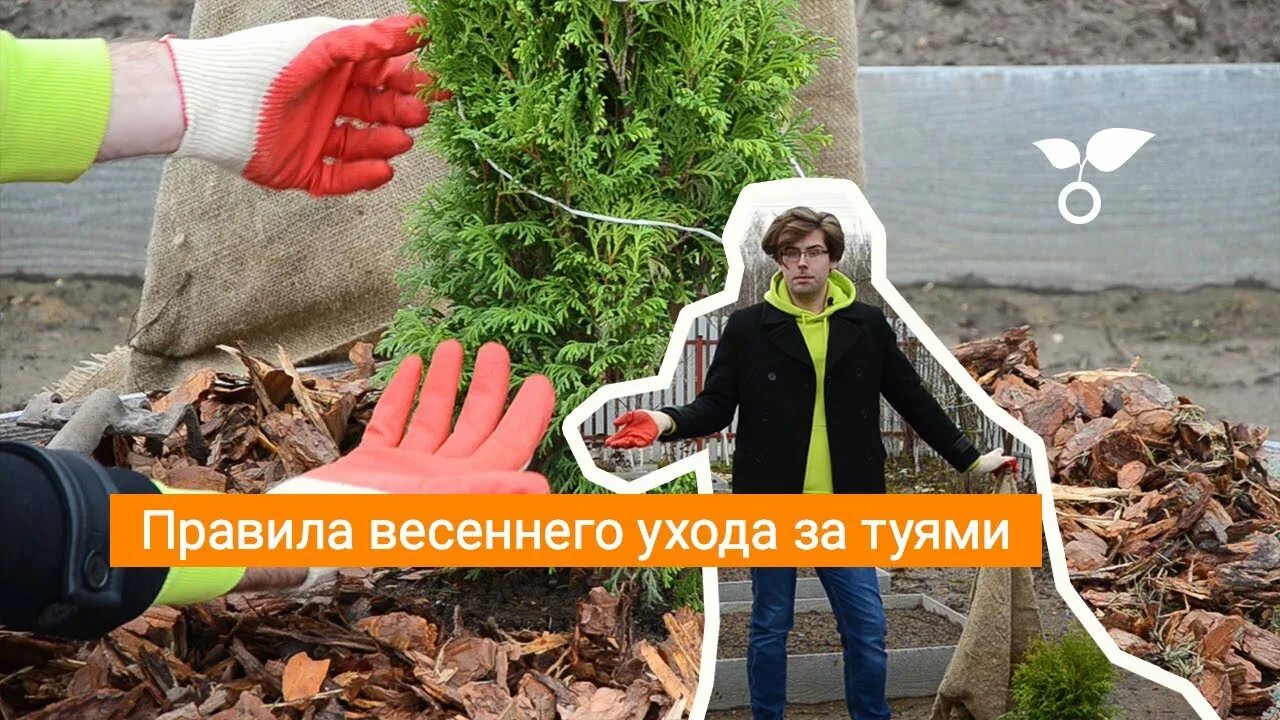 Уход за туей весной после зимы. Уход за туями после зимы. инструкция по уходу за туями. уход за туей весной после зимы для начинающих. боится ли туя весенних заморозков.