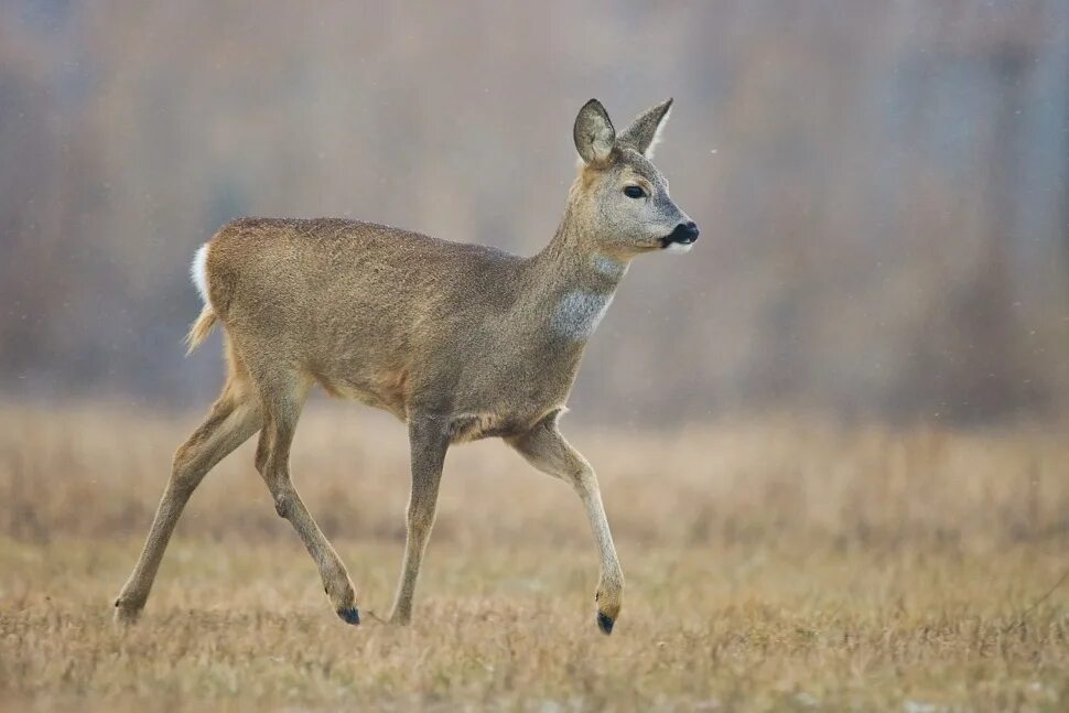 Парнокопытные животные леса. Европейская косуля (capreolus capreolus). Косуля Сибирская (capreolus pygargus Pall.). Косуля Сибирская сеголетка. Европейская косуля Оленевые.