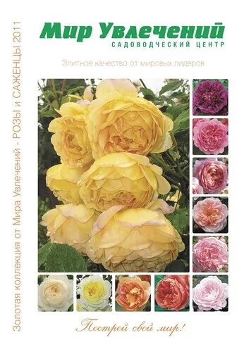 Розы фирмы поиск. Саженцы роз. Каталог роз фирмы. Саженцы роз в коробке. Розы сербские топалович саженцы.