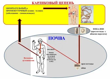 Аутоинвазия характерна для тест аккредитация