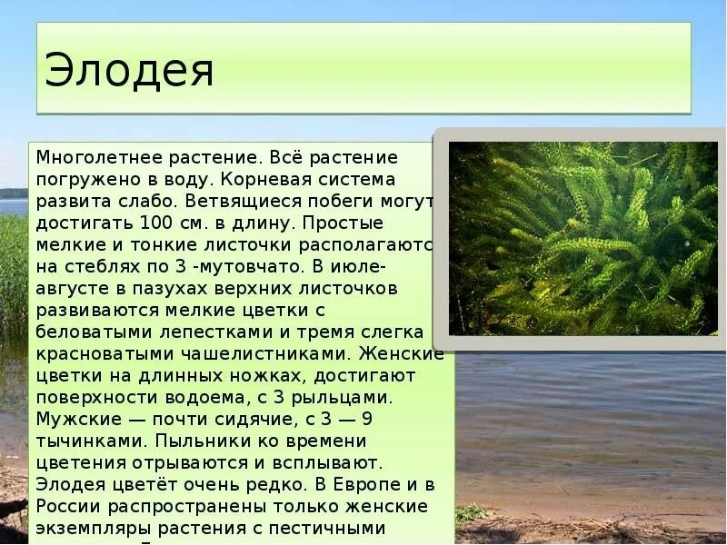 2 Элодея. Элодея канадская водяная чума. Элодея мутовчатое. Водоросли пресных водоемов сообщение.