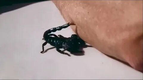 Укус скорпиона