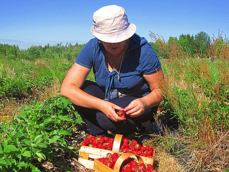 Сборщик ягод. Собирать ягоды. Сбор ягод. Тележка для сбора клубники. Сборщик клубники.