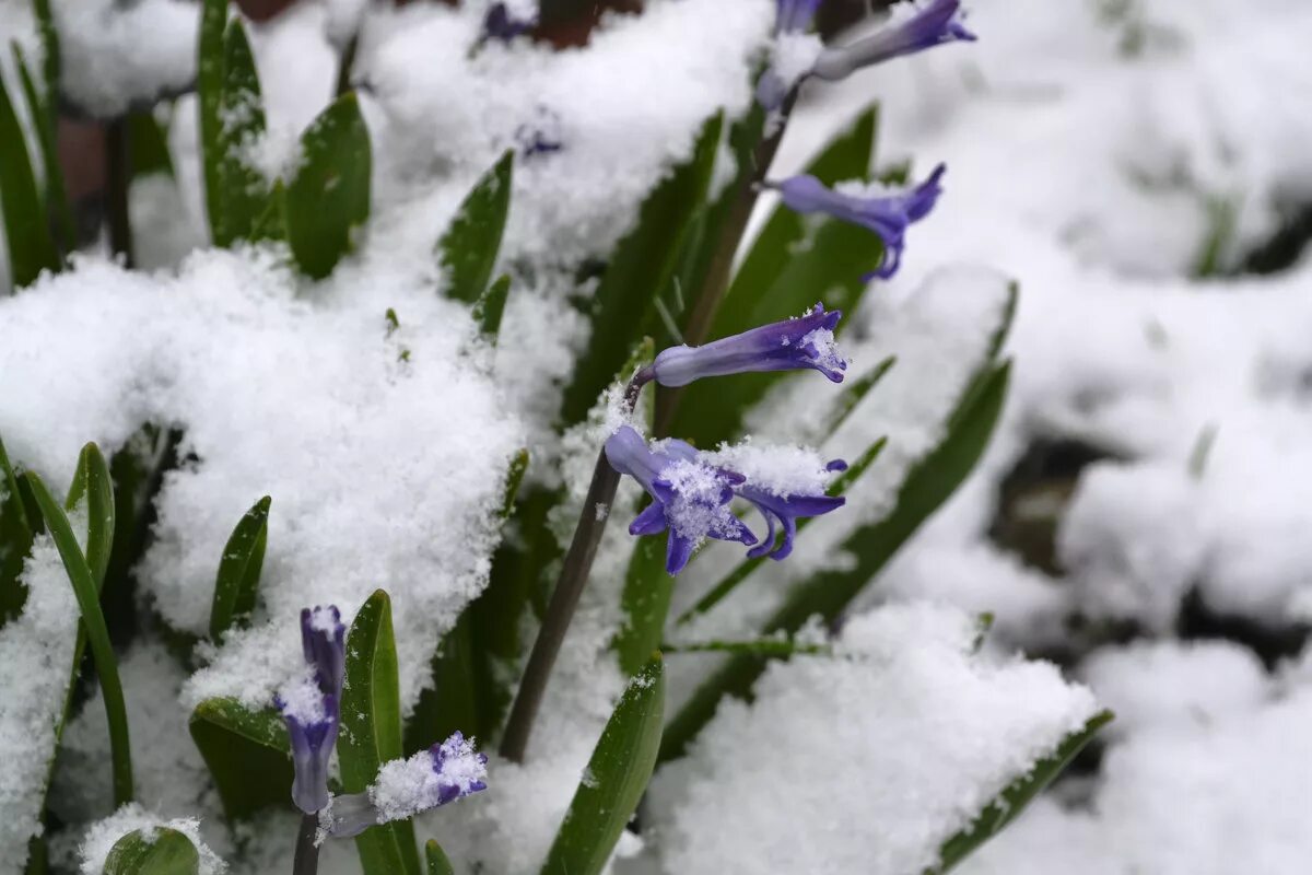 Лес пролески и подснежники. Весна цветы крокусы. Ранняя весна пролески. Ранняя весна. Весенние сегодня.