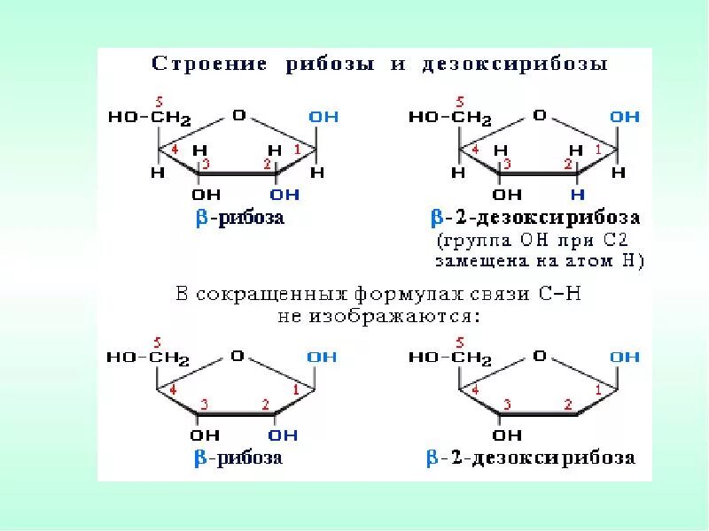 2-Дезоксирибоза строение. Строение рибозы и дезоксирибозы. Строение дезоксирибозы. Структура дезоксирибоза. Название рибоза