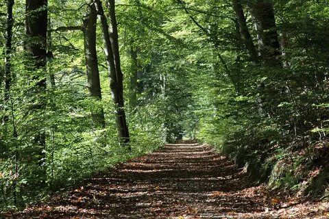 Forest paths