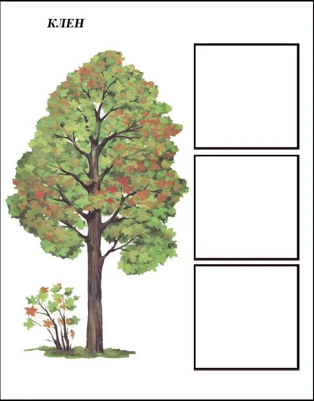 Карточки деревья для детей. Карточки с изображением деревьев. Дидактический материал деревья. Деревья картинки для детей карточки.
